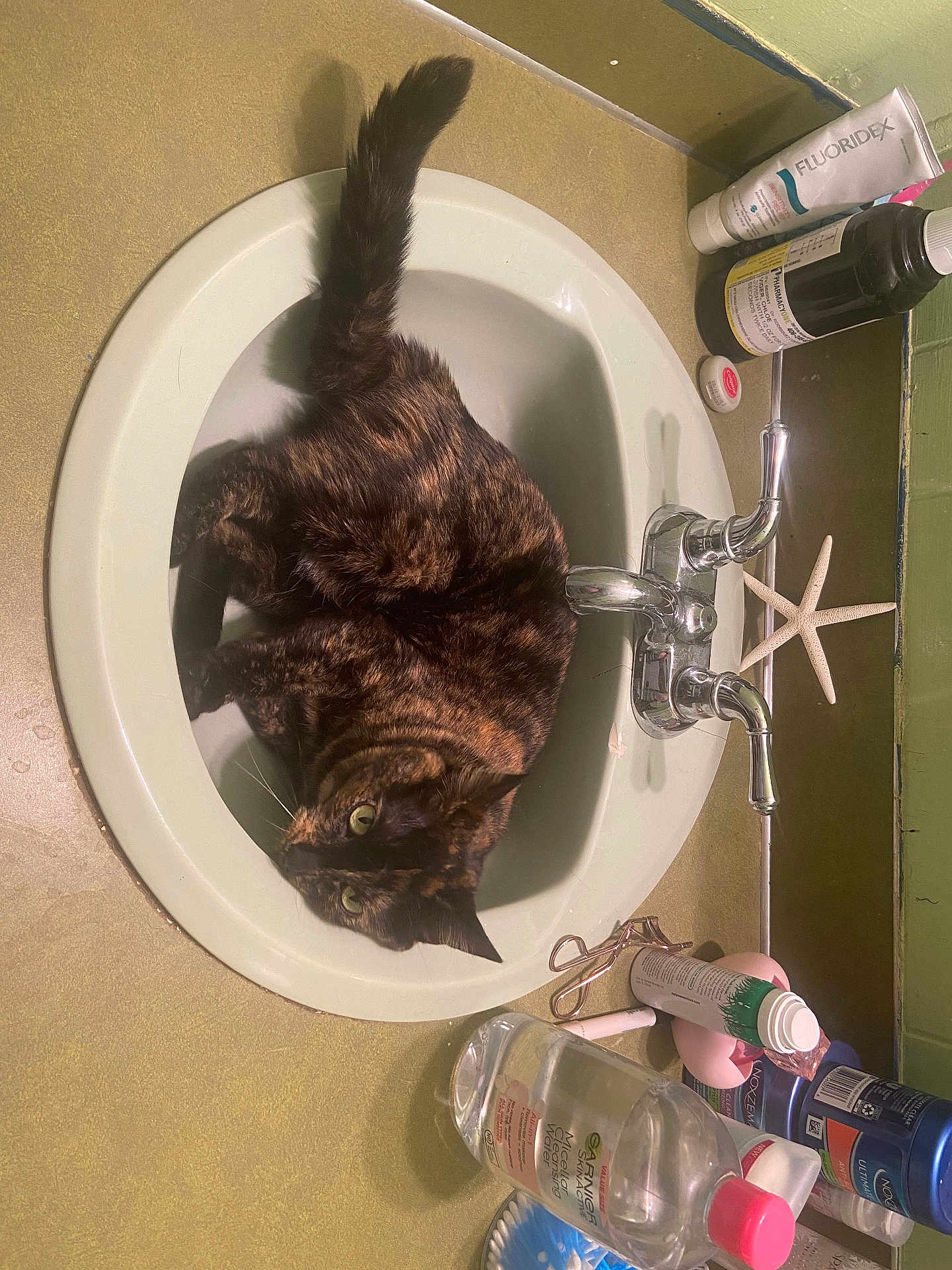 Hagatha joined the competition — help win amazing prizes! cat, sink, bathroom, tortoiseshell_cat, toiletries, starfish, bottle, cream_tube, faucet, curious, green_eyes, pet, domestic, indoor, relaxed, fur, animal, whiskers, countertop, personal_care