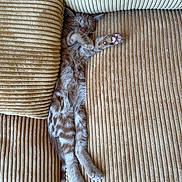 Calvin joined the competition — help win amazing prizes! animal, beige, cat, corduroy, couch, cozy, cute, fluffy, furniture, indoor, kitten, paw, pet, pink_paw_pads, relaxed, resting, sleeping, stretching, striped, tabby