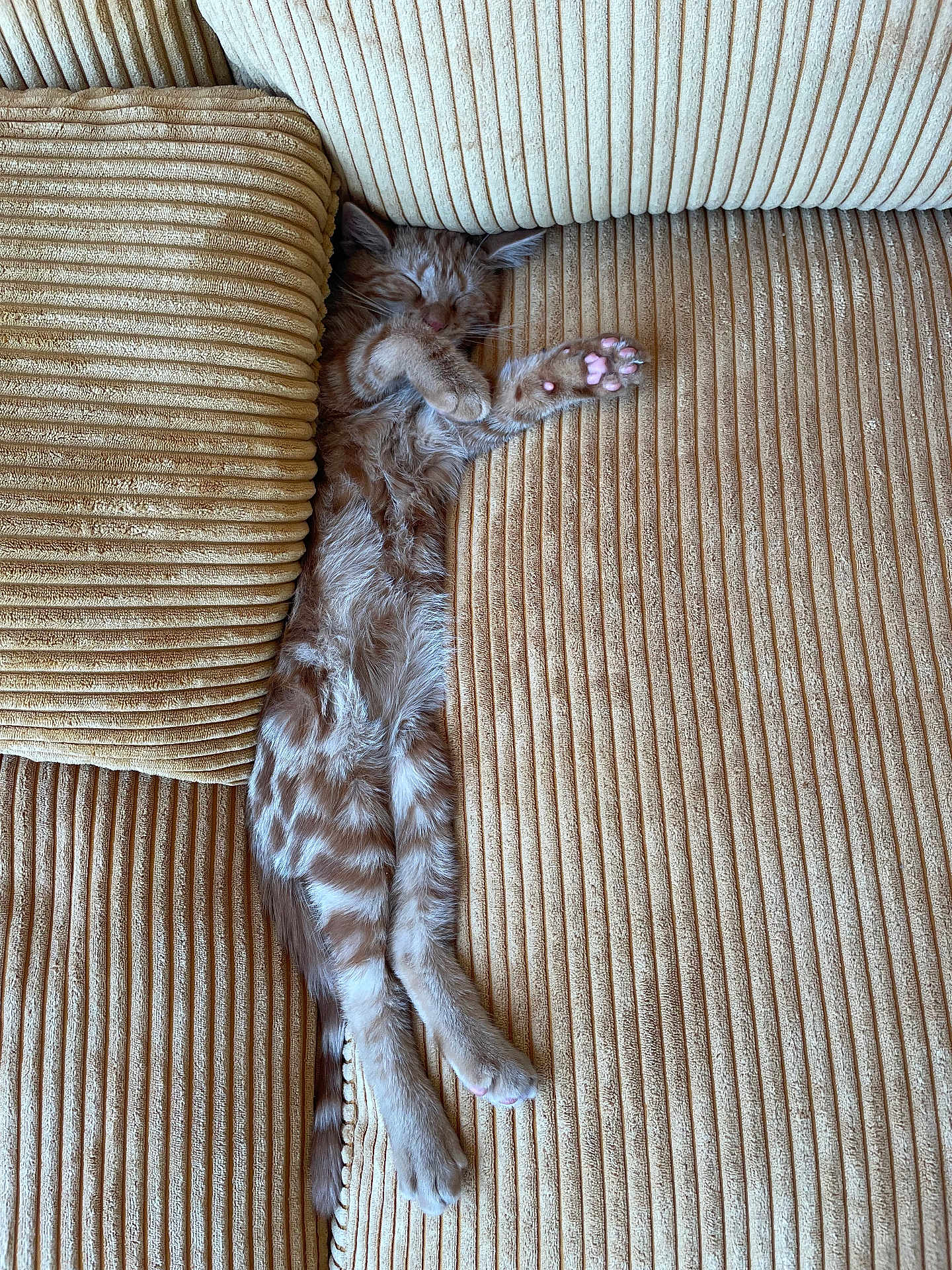 Calvin