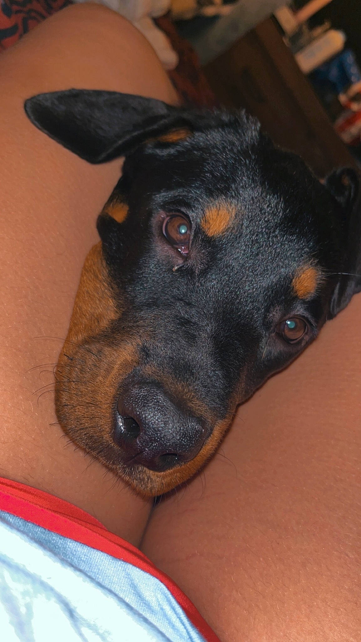 Bailey is registered to the contest to win money with this photo: canidae, carnivore, companion_dog, dobermann, dog, dog_breed, ear, fawn, fur, guard_dog, pinscher, sporting_group, toy_dog, whiskers, working_animal, working_dog