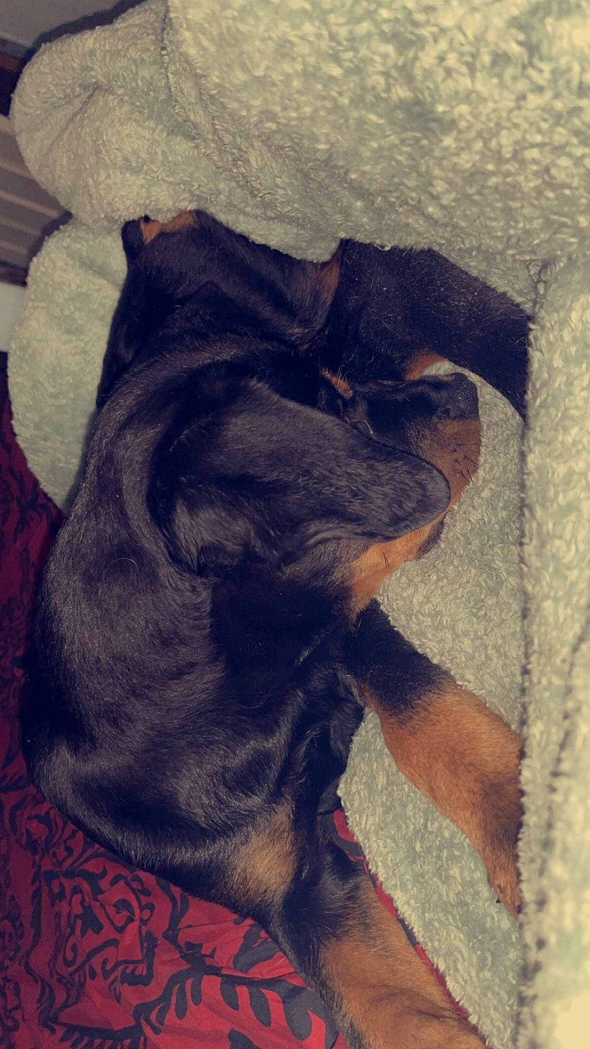 Bailey is registered to the contest to win money with this photo: canidae, carnivore, cloud, comfort, companion_dog, dog, dog_breed, ear, fawn, fur, gesture, liver, mammal, nap, snout, sporting_group, tail, tints_and_shades, vertebrate, working_animal