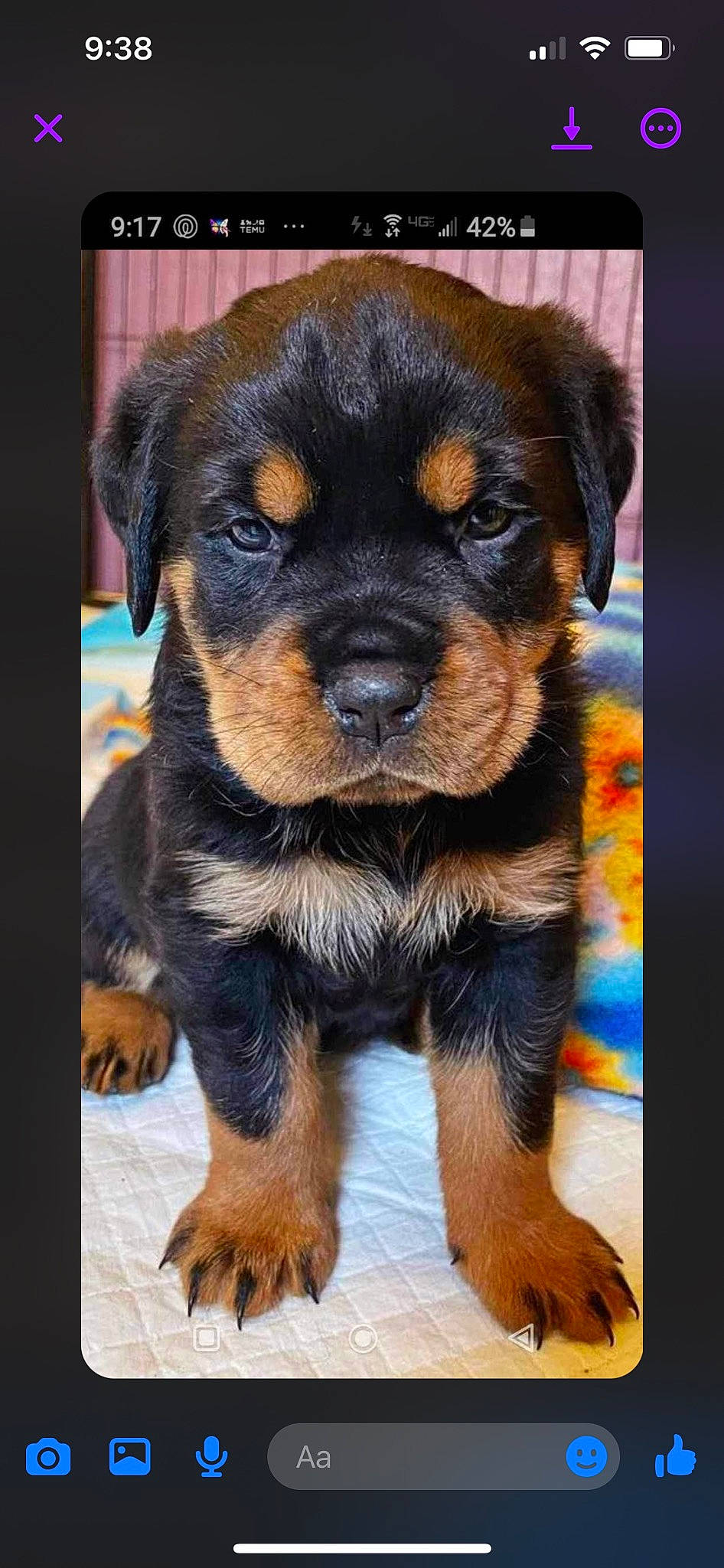 Bailey joined the competition — help win amazing prizes! ball, canidae, carlin_pinscher, carnivore, companion_dog, dog, dog_breed, fawn, fur, grass, puppy, rottweiler, snout, sporting_group, terrestrial_animal, toy_dog, whiskers, working_animal, working_dog