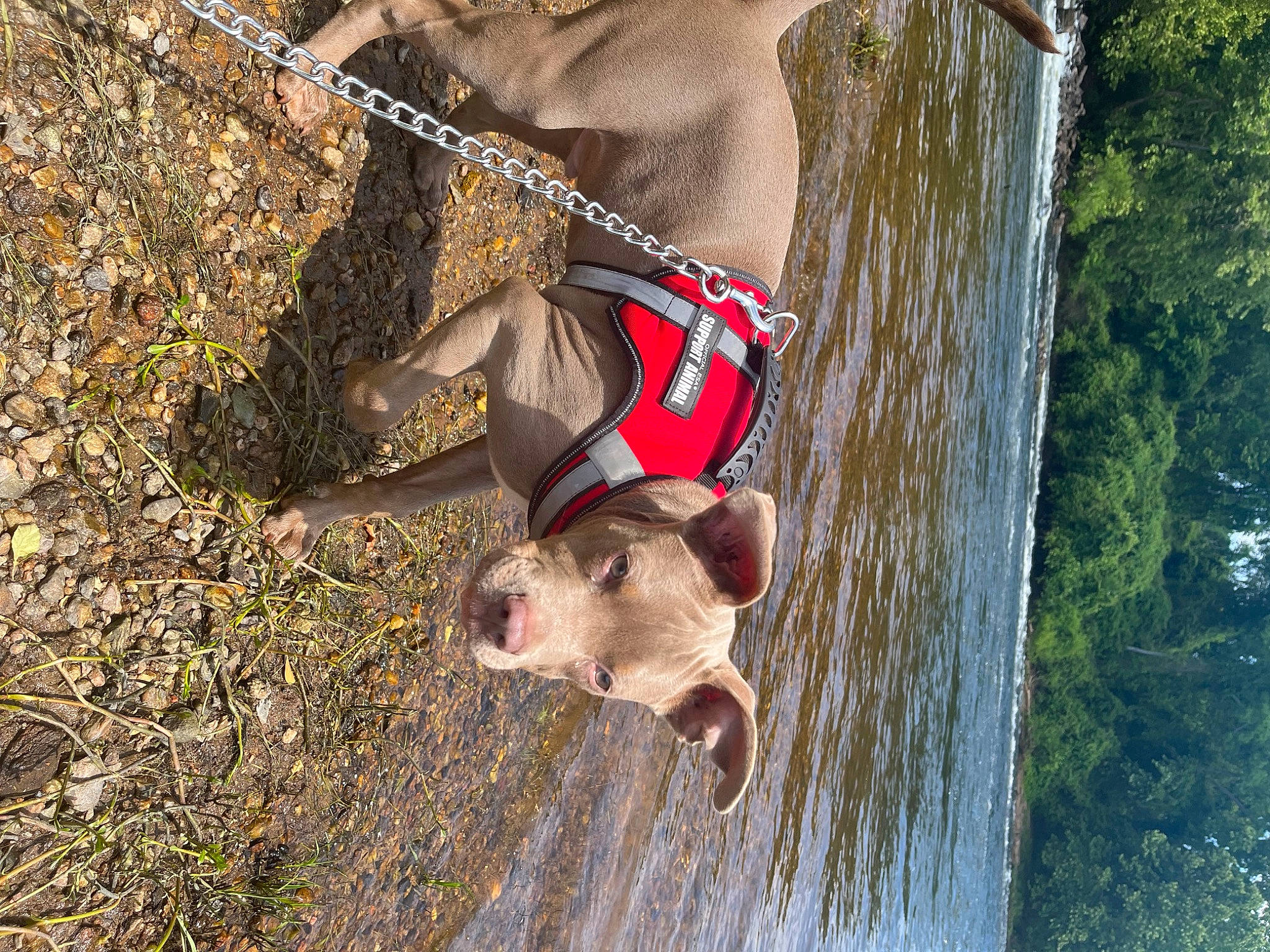 Cujo joined the competition — help win amazing prizes! adventure, carnivore, collar, dog, dog_breed, fawn, grass, leash, pet_supply, recreation, snout, soil, sporting_group, terrestrial_animal, tree, trunk, water, wildlife, wood, working_animal