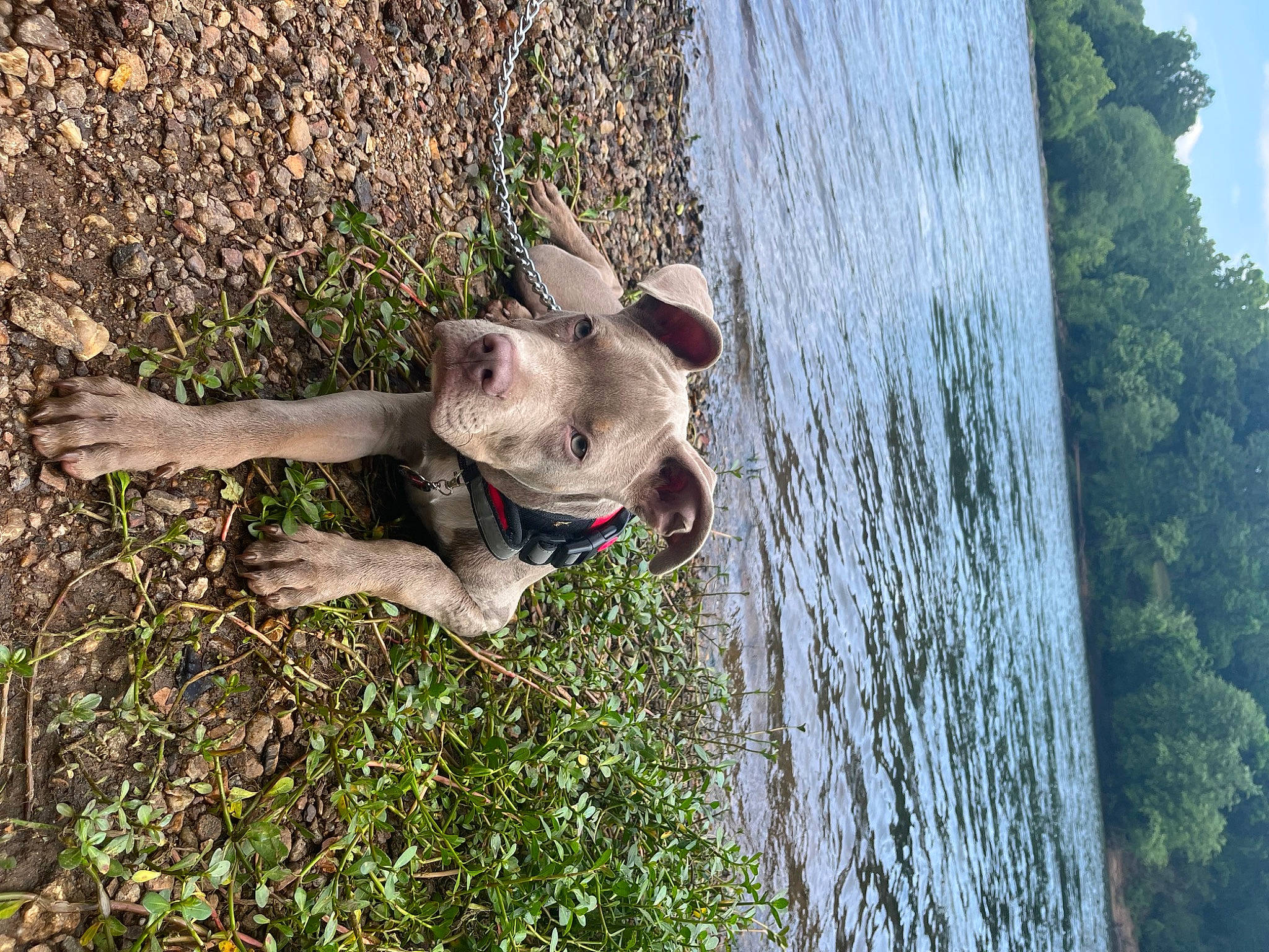 Cujo joined the competition — help win amazing prizes! bull_and_terrier, carnivore, collar, companion_dog, dog, dog_breed, dog_collar, fawn, grass, lake, leash, plant, sky, snout, tail, terrestrial_animal, tree, water, wood, working_animal