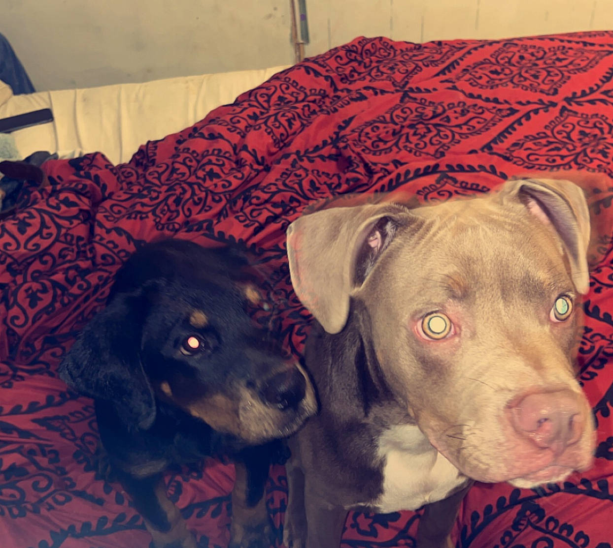 Cujo is registered to the contest to win money with this photo: canidae, carnivore, comfort, companion_dog, dog, dog_breed, dog_supply, fawn, fur, liver, mammal, pet_supply, snout, sporting_group, working_animal