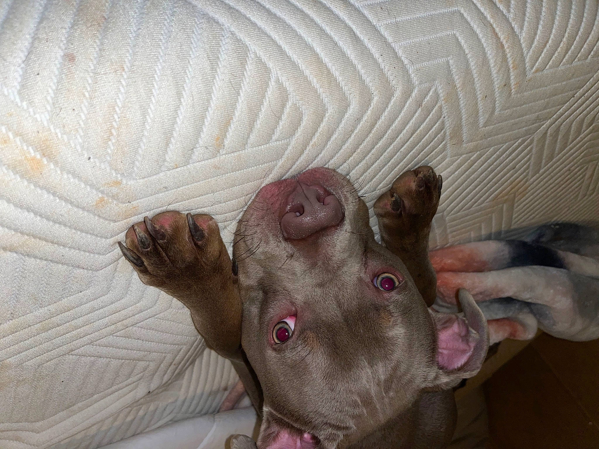 Cujo joined the competition — help win amazing prizes! barefoot, bedding, comfort, fawn, felidae, flesh, foot, fur, gesture, linens, nail, paw, room, small_to_medium_sized_cats, snout, stuffed_toy, thumb, whiskers, wrinkle