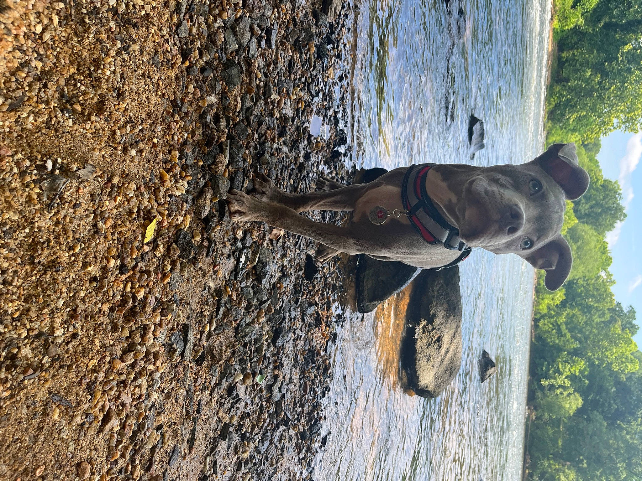 Cujo joined the competition — help win amazing prizes! _geese_and_swans, asphalt, beak, bird, ducks, grass, plant, recreation, reflection, road_surface, rock, shadow, sky, soil, tail, tree, trunk, water, waterfowl, wildlife