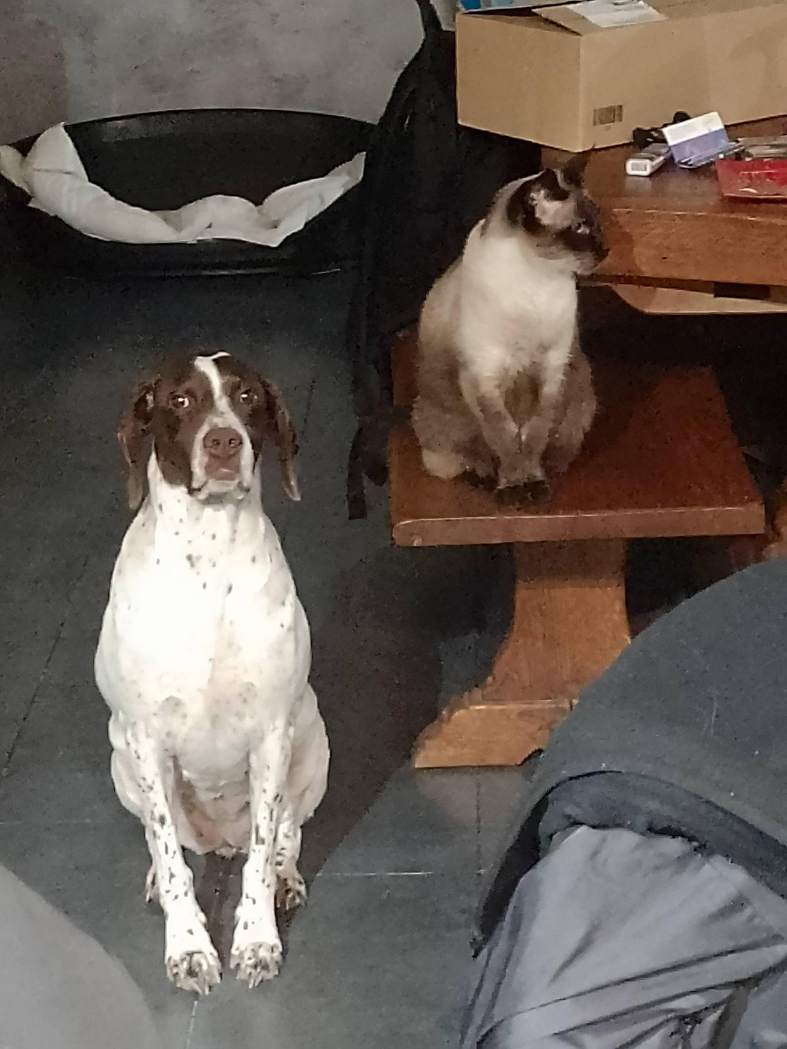 Jeep a rejoint le concours — aidez-le/la à gagner de superbes lots ! canidae, carnivore, cat, chair, collar, comfort, companion_dog, dog, dog_breed, fawn, felidae, gun_dog, liver, mammal, sporting_group, table, vertebrate, white, wood, working_animal