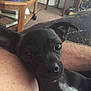 dog, black_dog, small_dog, pet, close_up, ears, resting, arm, indoor, living_room, table, furniture, books, carpet, human_arm, canine, cute, animal, companion, relaxing