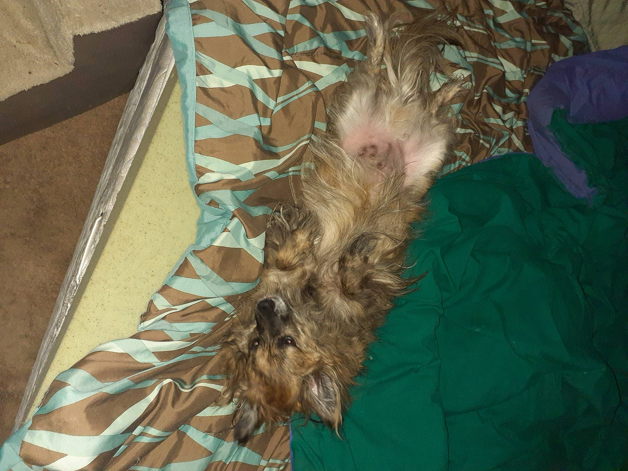 Sammie joined the competition — help win amazing prizes! carnivore, claw, companion_dog, dog, dog_breed, feather, felidae, fur, liver, natural_material, pattern, shipping_box, small_to_medium_sized_cats, sporting_group, tail, terrier, toy_dog, whiskers, wood