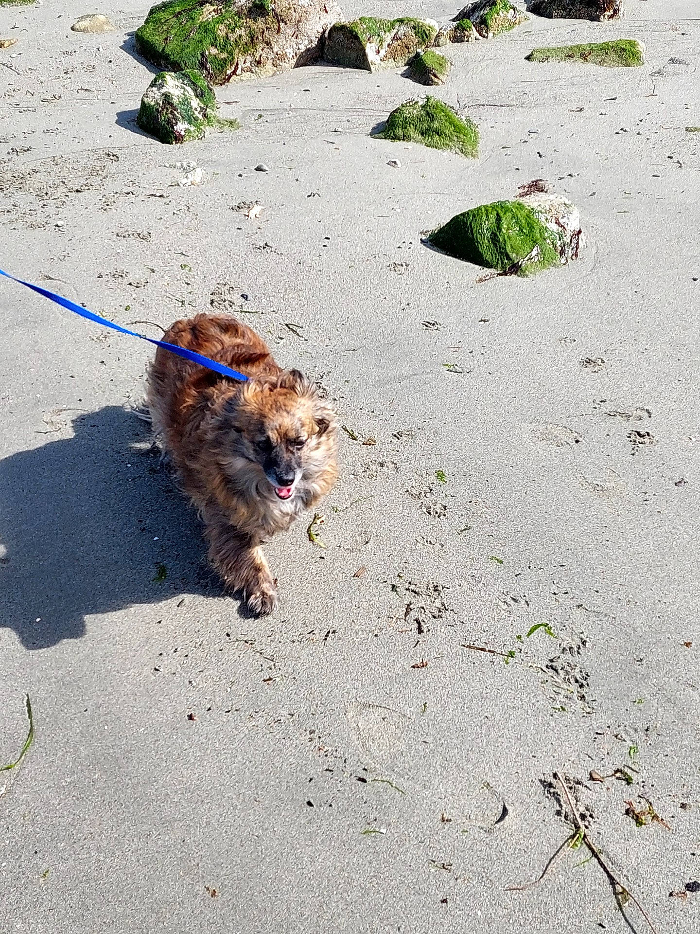 Sammie joined the competition — help win amazing prizes! asphalt, canidae, carnivore, companion_dog, dog, dog_breed, fawn, leash, plant, poodle_crossbreed, road_surface, sand, shadow, small_terrier, soil, sporting_group, terrier, toy_dog, water_dog, working_animal