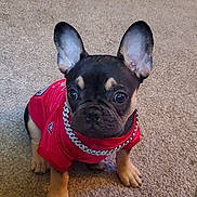 Charlie joined the competition — help win amazing prizes! french_bulldog, puppy, dog, red_jersey, chain, carpet, indoors, living_room, pet, cute, small_dog, ears, sitting, animal, canine, close_up, domestic_animal, floor, young, attention