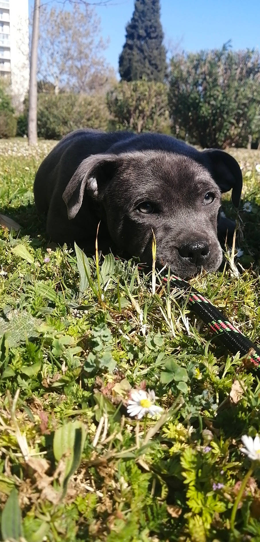 Pandore participe au concours pour gagner de l'argent avec cette photo : american_pit_bull_terrier, borador, cane_corso, canidae, carnivore, dog, dog_breed, gladiolus, grass, guard_dog, labrador_retriever, patterdale_terrier, plant, puppy, snout, sporting_group