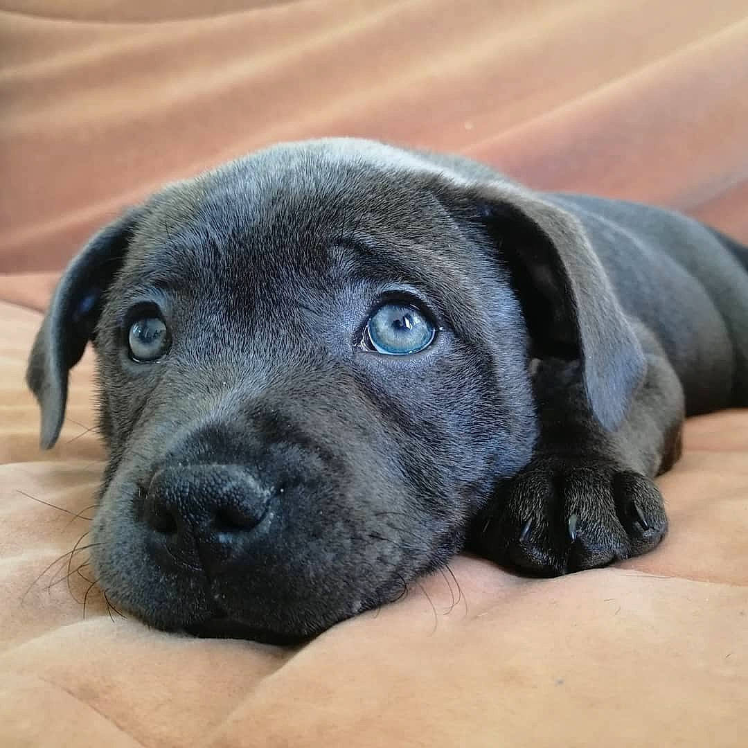 Pandore a rejoint le concours — aidez-le/la à gagner de superbes lots ! bandog, beagador, cane_corso, canidae, carnivore, companion_dog, dog, dog_breed, fawn, great_dane, guard_dog, mammal, molosser, puppy, rare_breed_dog, snout, sporting_group, vertebrate, whiskers