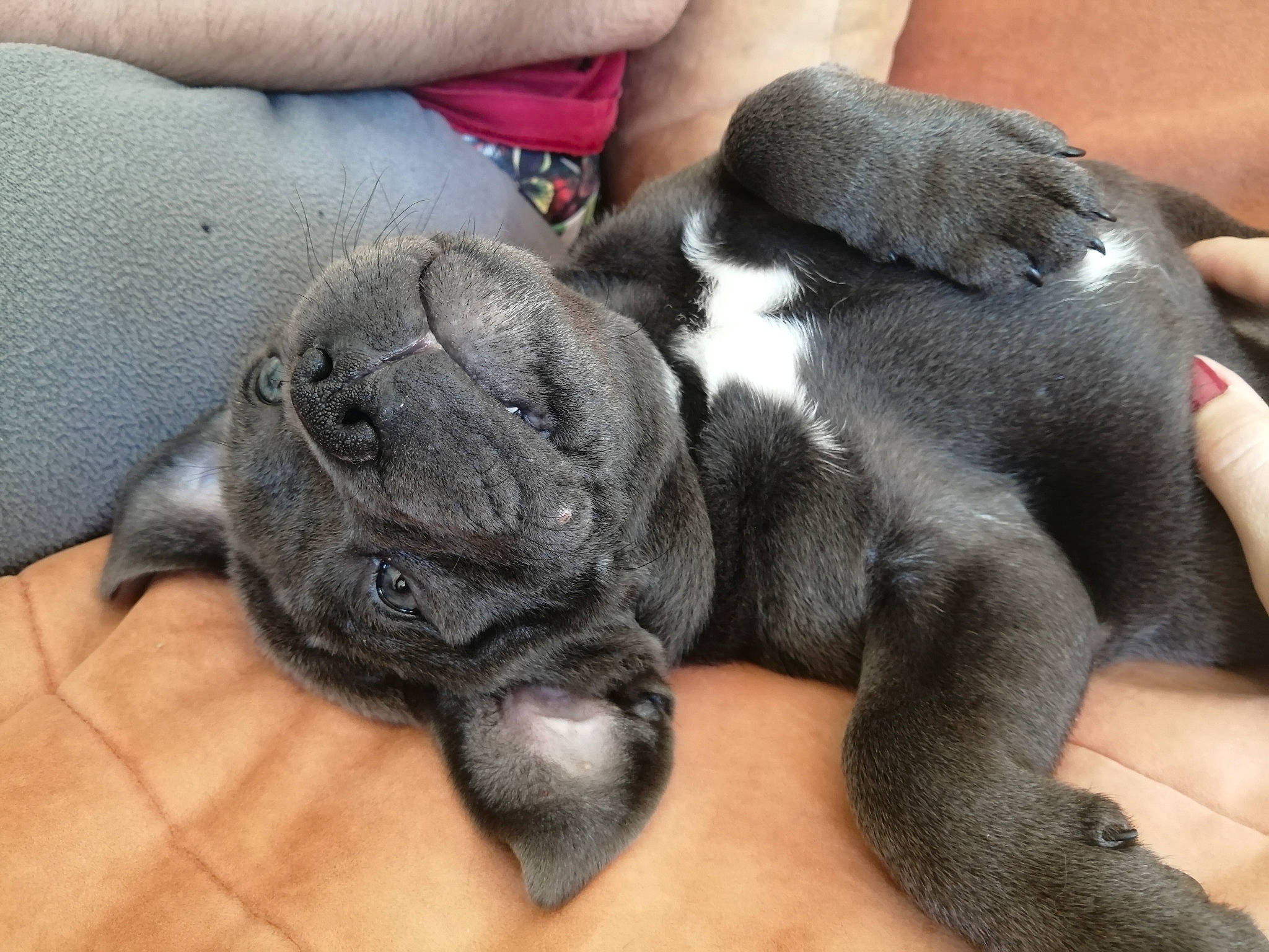 Pandore participe au concours pour gagner de l'argent avec cette photo : cane_corso, canidae, carnivore, companion_dog, dog, dog_breed, fawn, french_bulldog, guard_dog, mammal, non_sporting_group, paw, puppy, puppy_love, snout, vertebrate