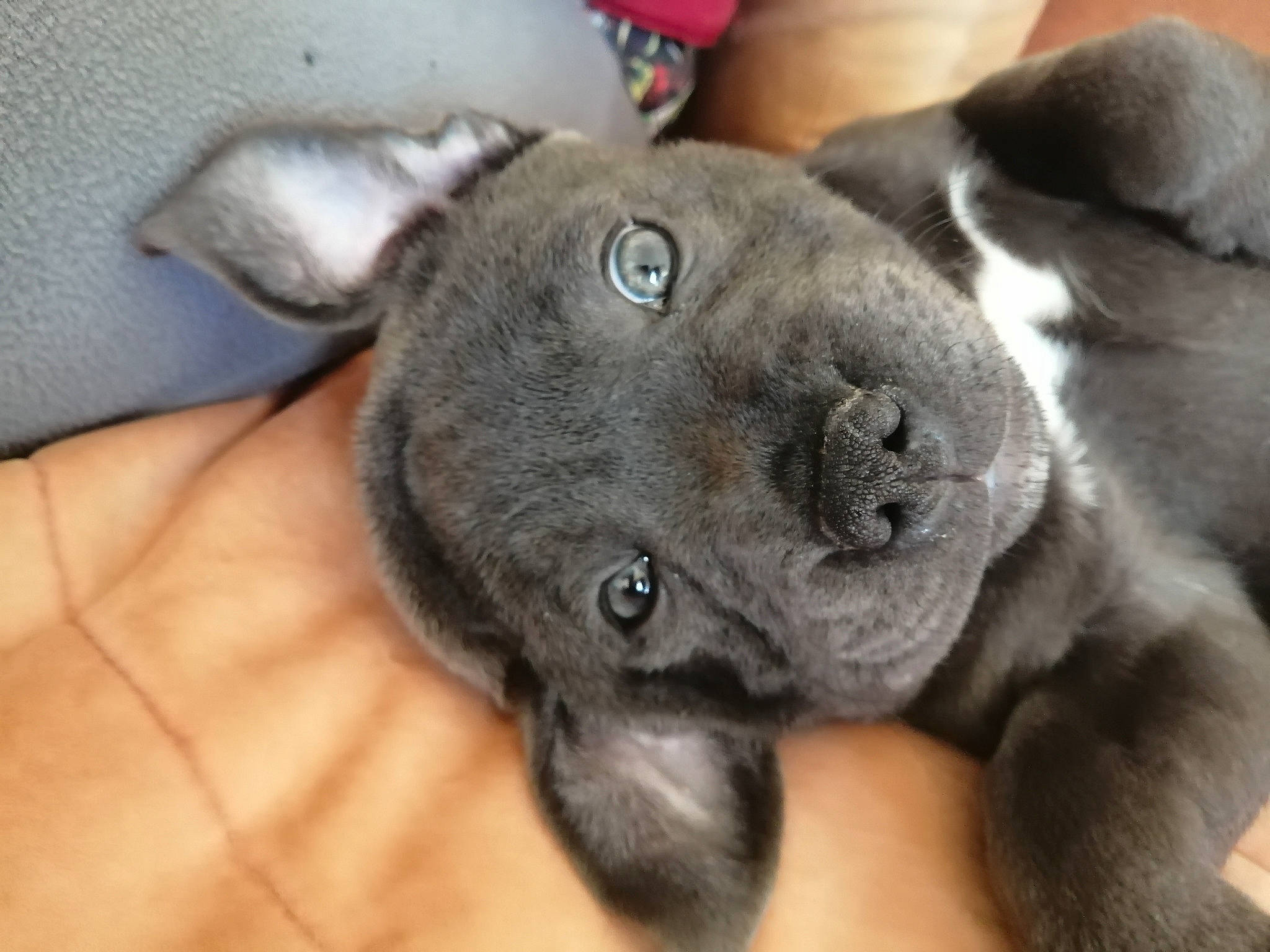 Pandore a rejoint le concours — aidez-le/la à gagner de superbes lots ! american_pit_bull_terrier, canidae, carnivore, dog, dog_breed, fawn, french_bulldog, mammal, non_sporting_group, nose, puppy, snout, staffordshire_bull_terrier, vertebrate