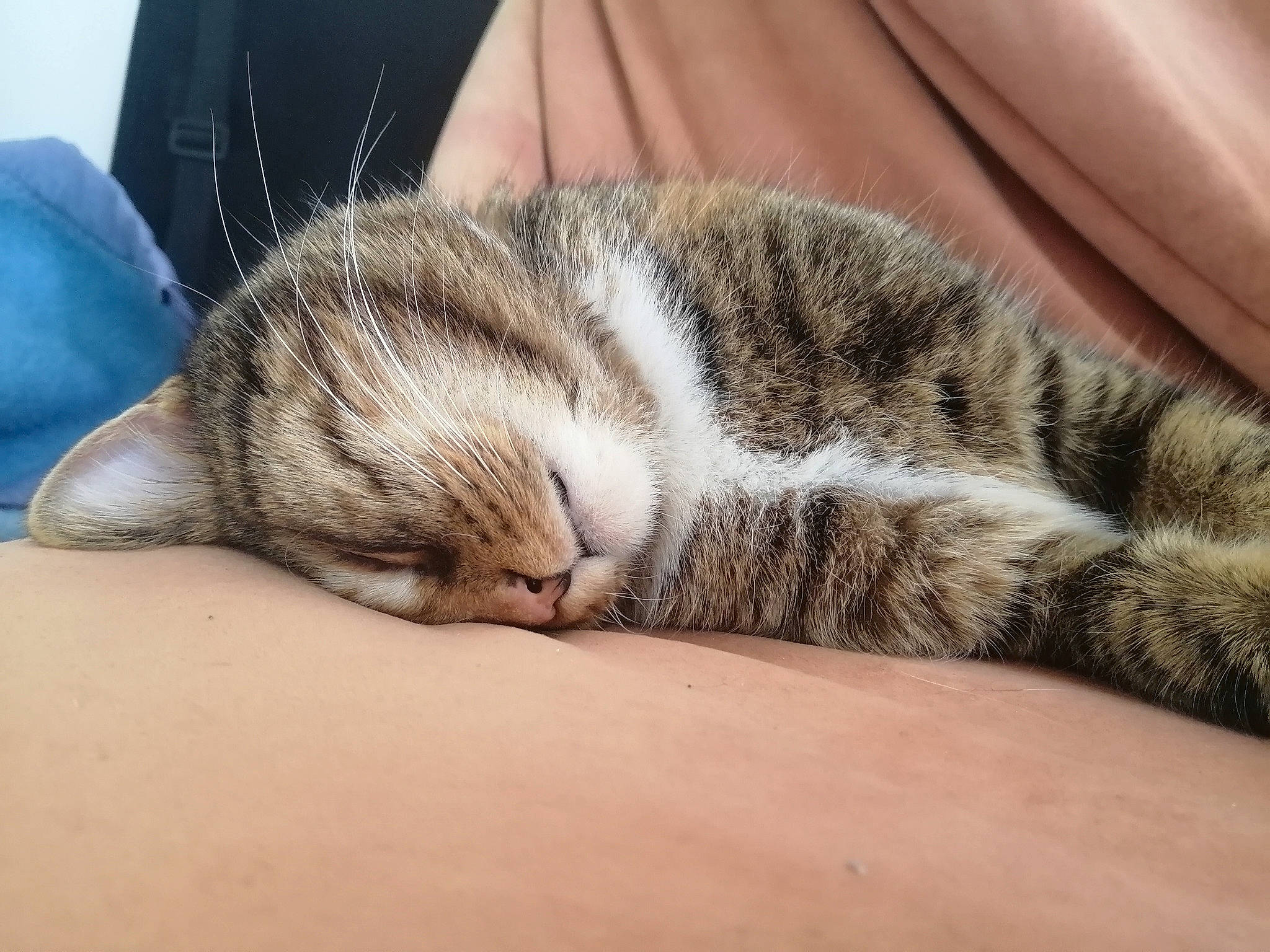 Pippa a rejoint le concours — aidez-le/la à gagner de superbes lots ! american_shorthair, carnivore, cat, domestic_short_haired_cat, dragon_li, ear, european_shorthair, eye, felidae, fur, mammal, nap, nose, paw, skin, sleep, small_to_medium_sized_cats, snout, tabby_cat, whiskers