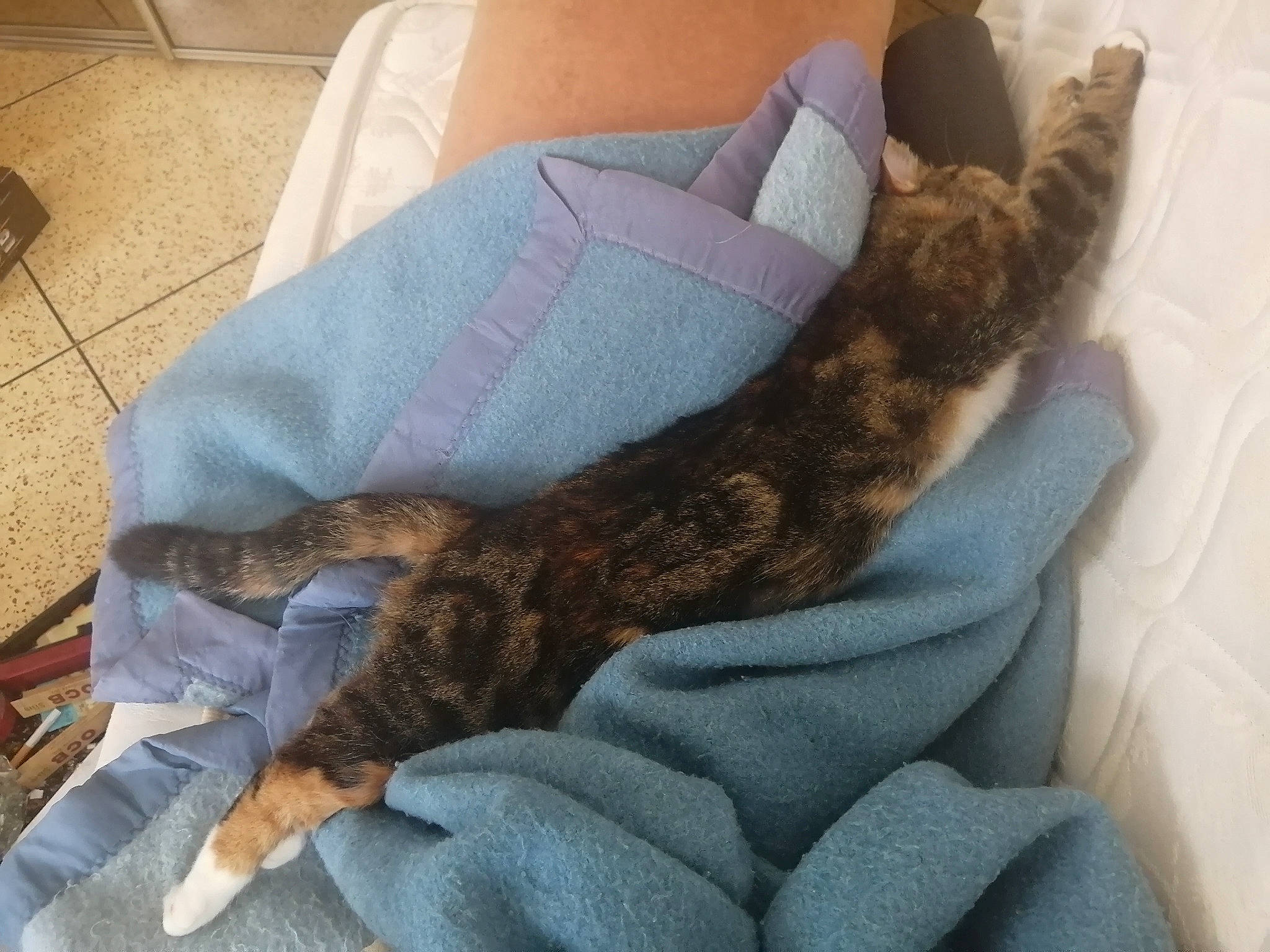 Pippa a rejoint le concours — aidez-le/la à gagner de superbes lots ! carnivore, cat, claw, comfort, felidae, fur, furniture, kitten, leg, long_hair, nap, sleep, small_to_medium_sized_cats, tail, thigh