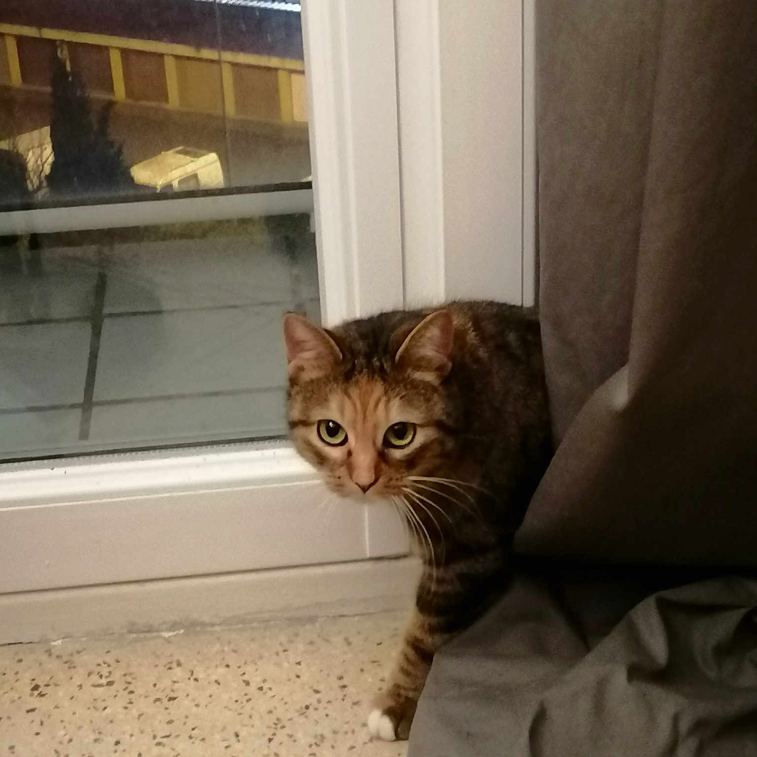 Pippa
