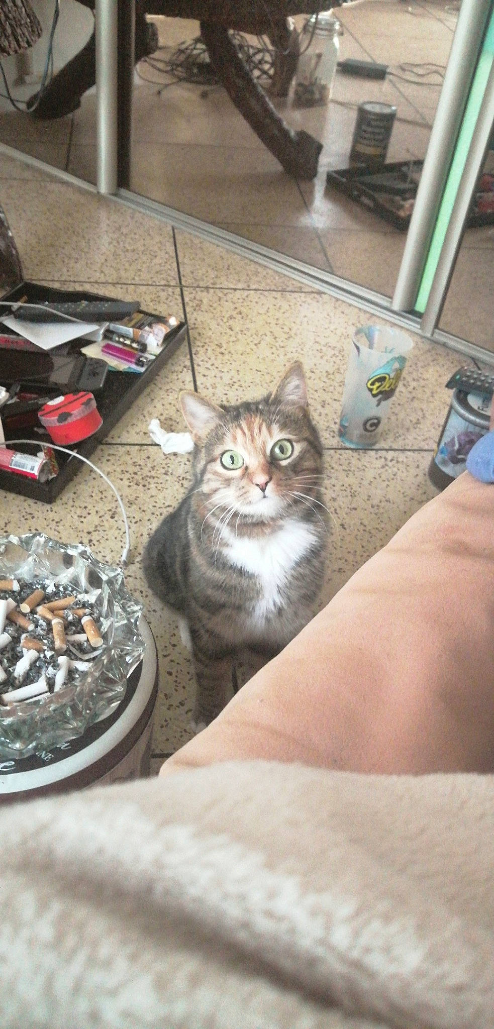 Pippa participe au concours pour gagner de l'argent avec cette photo : aegean_cat, american_shorthair, asian, carnivore, cat, domestic_short_haired_cat, dragon_li, european_shorthair, fawn, felidae, kitten, mammal, polydactyl_cat, small_to_medium_sized_cats, tabby_cat, whiskers