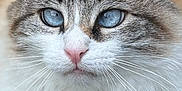 Minnie a rejoint le concours — aidez-le/la à gagner de superbes lots ! cat, blue_eyes, fluffy, close_up, whiskers, pink_nose, fur, portrait, animal, pet, domestic_cat, mammal, face, cute, feline, soft, alert, indoor, focused