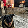 Rocky Balboa joined the competition — help win amazing prizes! dog, german_shepherd, carpet, fireplace, teddy_bear, santa_doll, living_room, rug, decorations, holiday, smiling_dog, indoor, cozy, stone_wall, toy, warm_light, pet, fur, mouth_open, ears