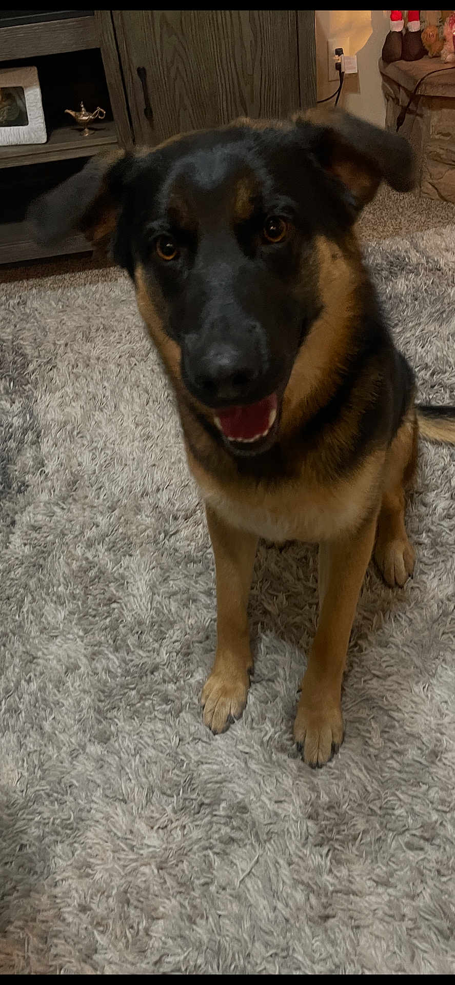 Rocky Balboa is registered to the contest to win money with this photo: dog, german_shepherd, carpet, indoor, pet, animal, fur, ears, eyes, mouth, tongue, smiling, home, furniture, wood_cabinet, decor, floor, tail, canine, companion