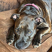 Brownie is registered to the contest to win money with this photo: dog, black_dog, pet, collar, couch, brown_couch, indoor, animal, canine, paw, fur, closeup, relaxed, lying_down, looking_up, domestic_animal, ears, nose, whiskers, portrait