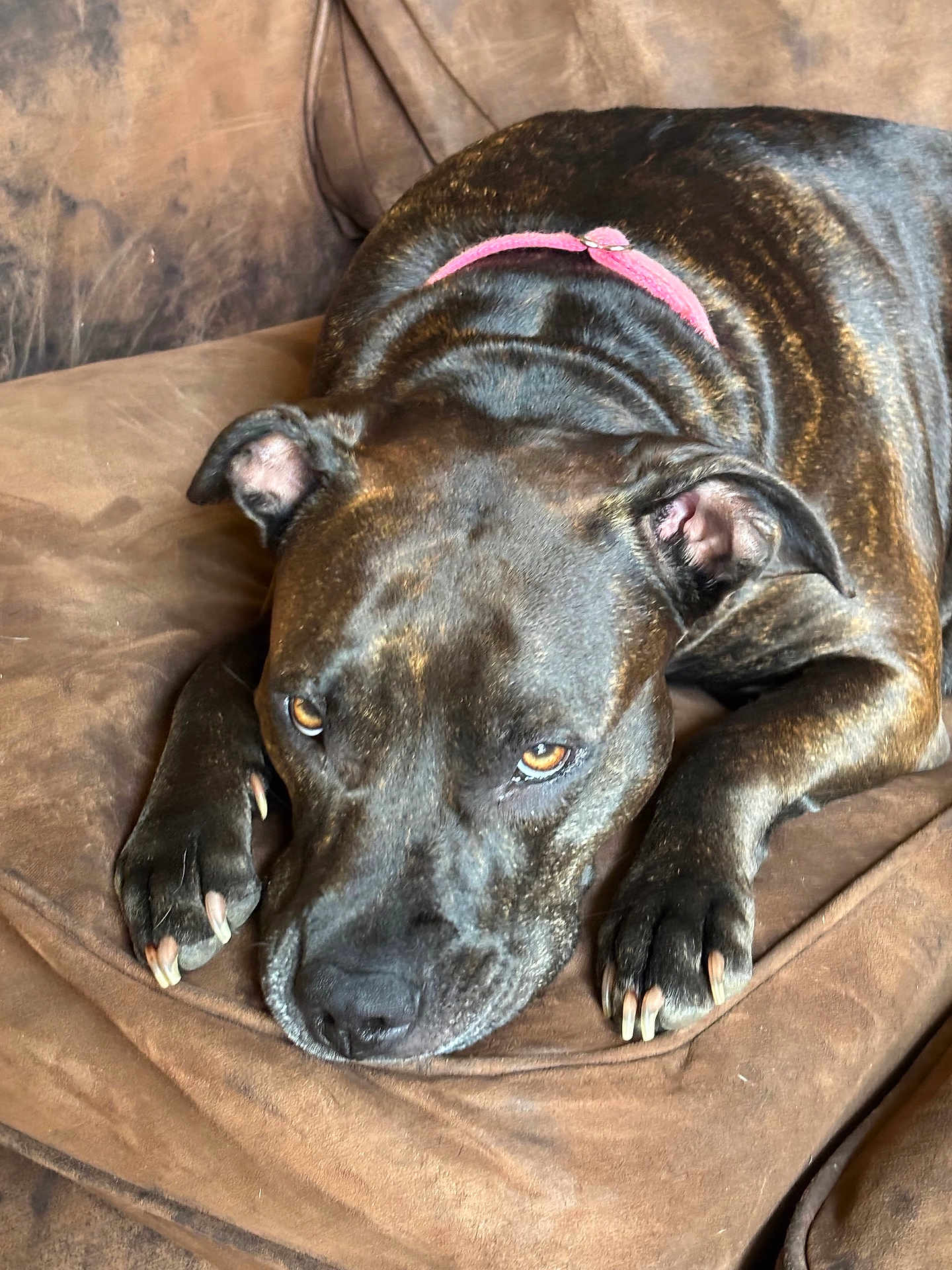 Brownie is registered to the contest to win money with this photo: dog, black_dog, pet, collar, couch, brown_couch, indoor, animal, canine, paw, fur, closeup, relaxed, lying_down, looking_up, domestic_animal, ears, nose, whiskers, portrait