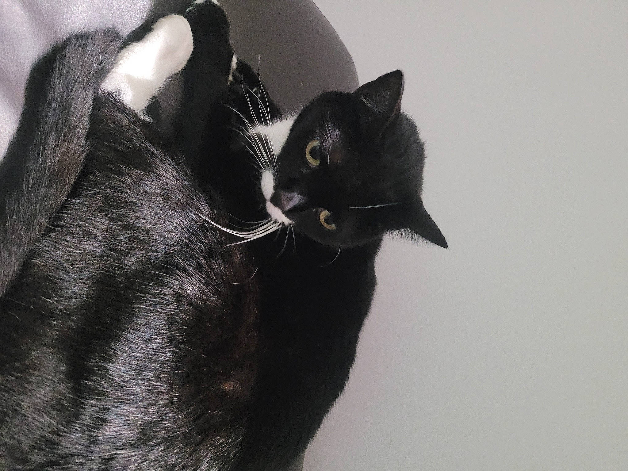 Minx joined the competition — help win amazing prizes! black_cat, bombay, carnivore, cat, comfort, domestic_short_haired_cat, felidae, fur, grey, havana_brown, monochrome_photography, small_to_medium_sized_cats, snout, tail, terrestrial_animal, whiskers