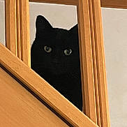 Noireau participe au concours pour gagner de l'argent avec cette photo : black_cat, cat, pet, animal, wooden_stairs, staircase, indoor, peeking, curious, feline, ears, eyes, shadow, quiet, home, wood, vertical_bars, closeup, hidden, watching