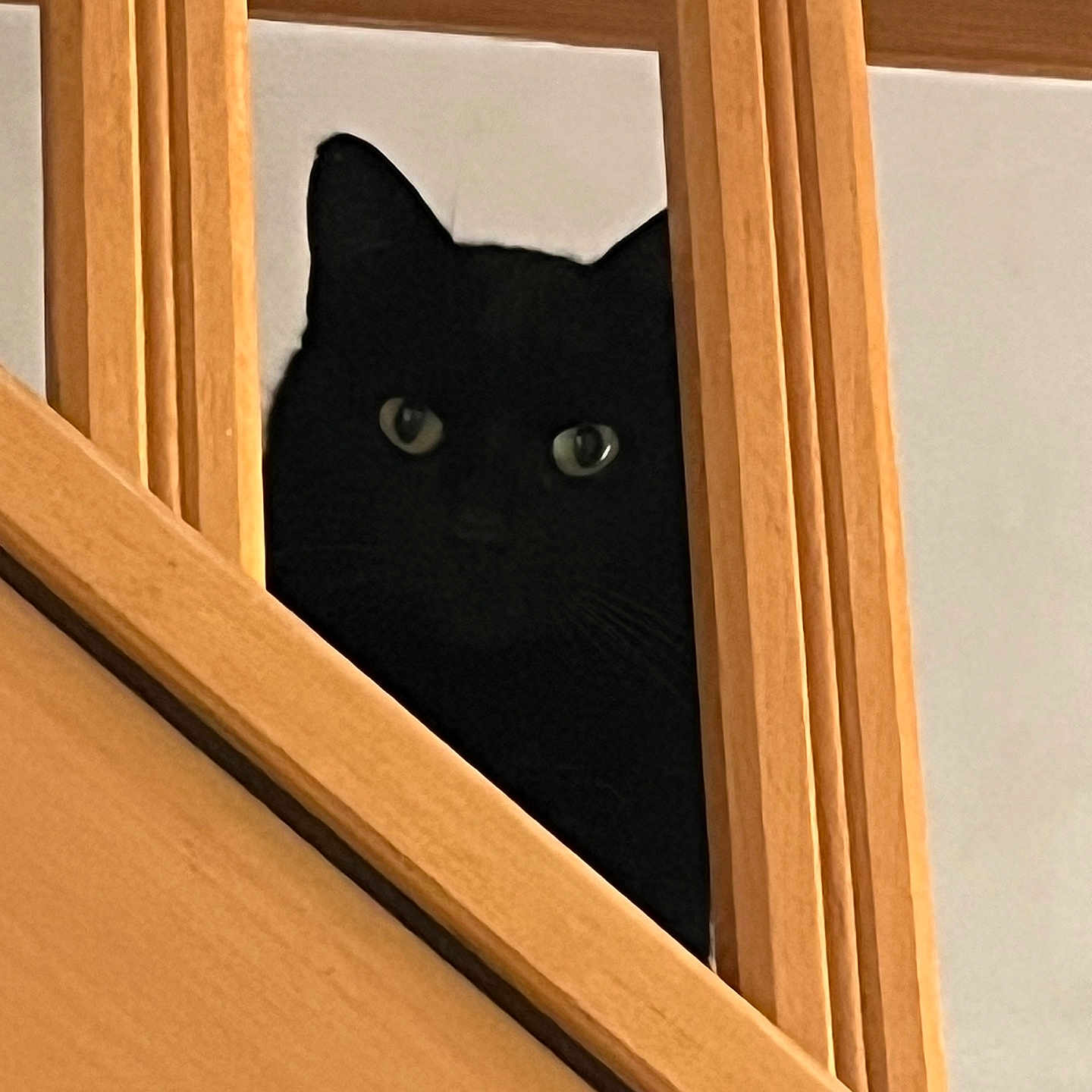 Noireau participe au concours pour gagner de l'argent avec cette photo : animal, black_cat, cat, closeup, curious, ears, eyes, feline, hidden, home, indoor, peeking, pet, quiet, shadow, staircase, vertical_bars, watching, wood, wooden_stairs