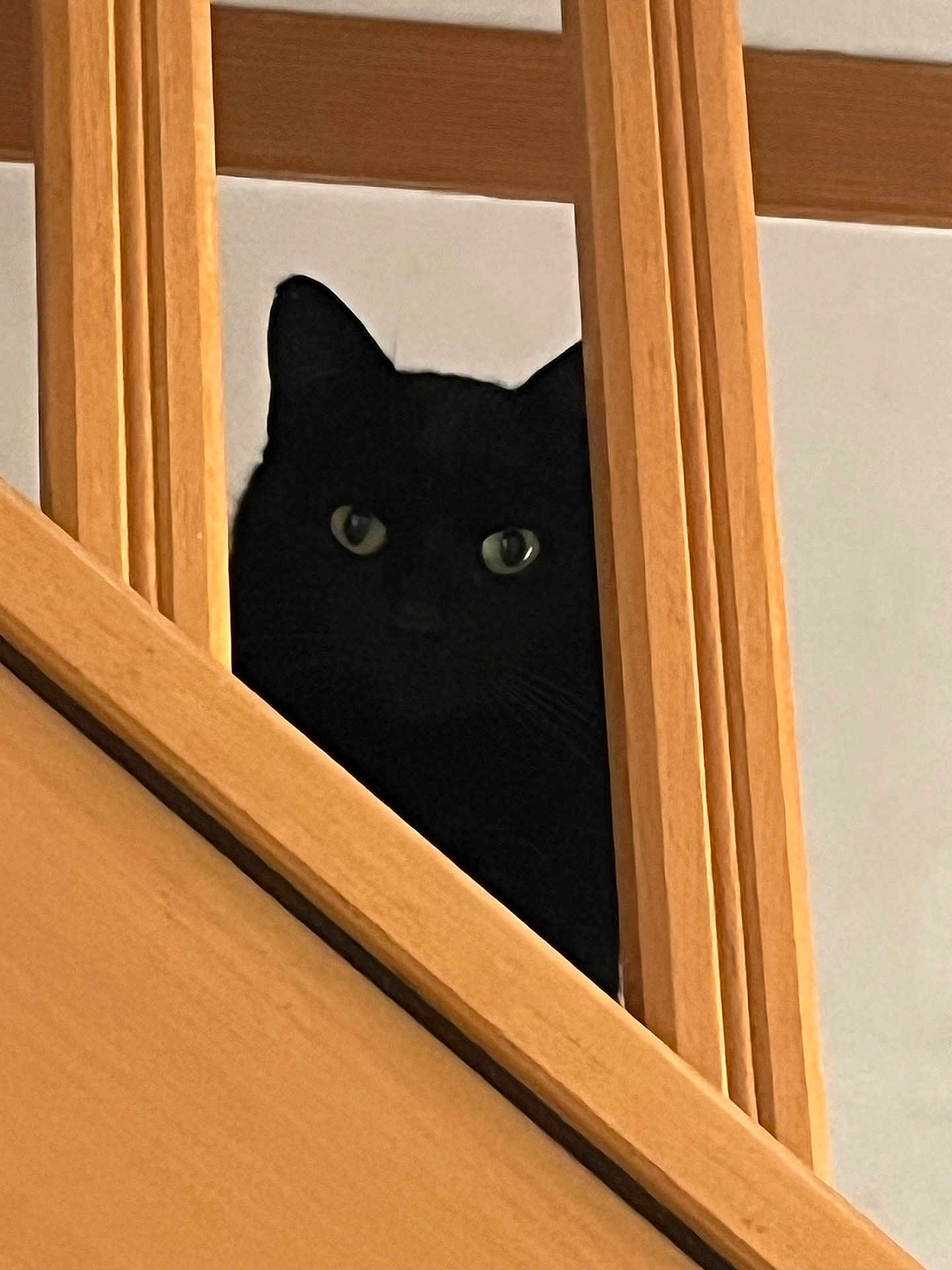 Noireau participe au concours pour gagner de l'argent avec cette photo : black_cat, cat, pet, animal, wooden_stairs, staircase, indoor, peeking, curious, feline, ears, eyes, shadow, quiet, home, wood, vertical_bars, closeup, hidden, watching