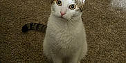 Romeo joined the competition — help win amazing prizes! animal, blanket, carpet, cat, cozy, curious, dog_prints, domestic, ears, feline, floor, furniture, home, indoor, looking_up, pet, sitting, tabby, white_cat, wooden_dresser