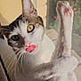 Romeo joined the competition — help win amazing prizes! animal, cat, closeup, curious, cute, feline, houseplant, indoor, paw, pet, pink_nose, playful, relaxed, sunlight, tabby, tongue, whiskers, white_fur, window, yellow_eyes