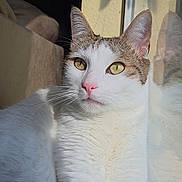 Romeo is registered to the contest to win money with this photo: animal, calm, cat, closeup, cozy, feline, indoor, pet, pink_nose, portrait, reflection, relaxing, shadow, soft_light, sunlight, tabby, whiskers, white_fur, window, yellow_eyes