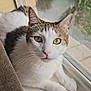 Romeo is registered to the contest to win money with this photo: animal, calm, cat, close_up, curious, daylight, ears, green_eyes, houseplant, indoor, looking, natural_light, paws, pet, relaxed, tabby_fur, whiskers, white_fur, window, windowsill