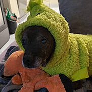 Dino participe au concours pour gagner de l'argent avec cette photo : dog, costume, plush_toy, blanket, indoor, pet, cozy, furry, couch, resting, black_dog, green_hoodie, stuffed_animal, soft_texture, home, animal, cute, comfort, relax, toy