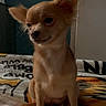 dog, small_dog, tan_dog, indoor, blanket, pet, cute, fluffy, ears, animal, cozy, sitting, looking_away, furry, companion, domestic_animal, bedroom, soft_light, relaxed, cute_pet