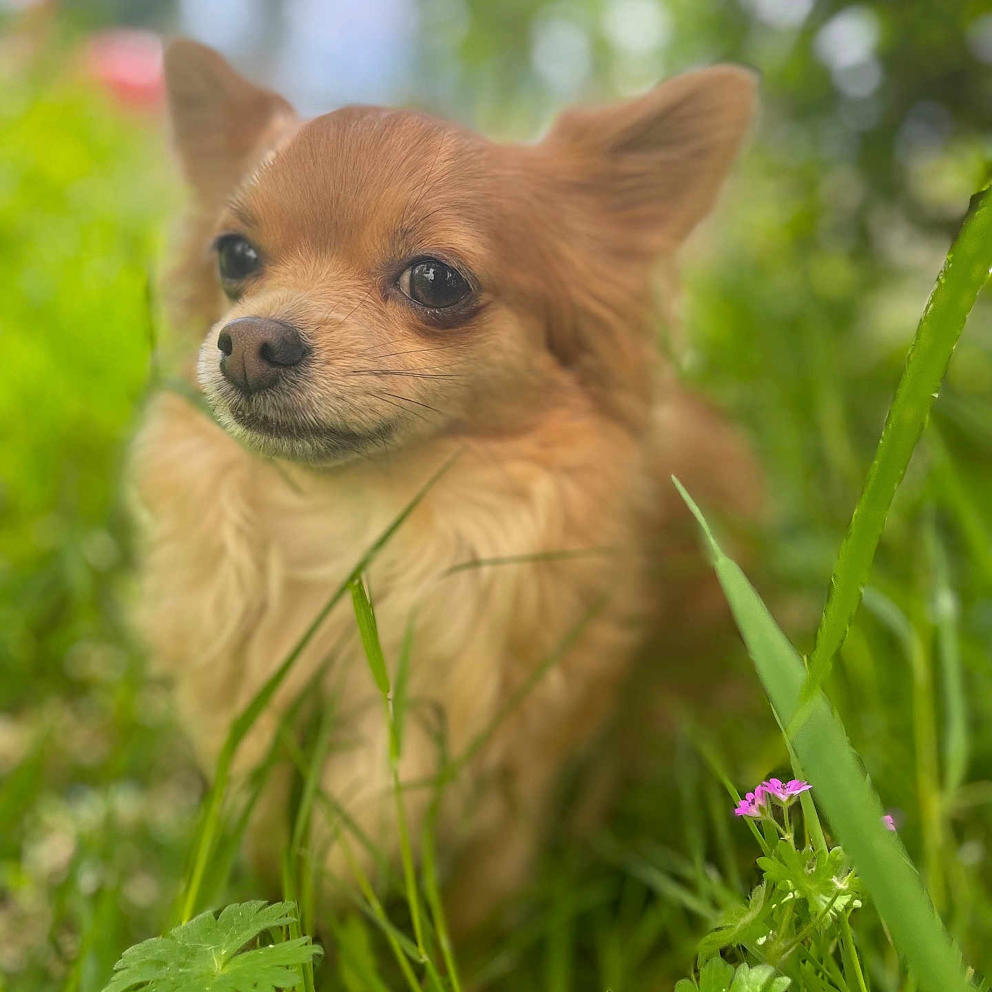 Sahyako participe au concours pour gagner de l'argent avec cette photo : dog, chihuahua, grass, greenery, flower, pet, outdoor, nature, small_dog, fur, ears, closeup, portrait, animal, cute, leaf, summer, sunlight, bokeh, peaceful