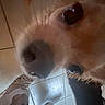 dog, close_up, face, eye, nose, floor, tile, rug, whiskers, fur, pet, indoor, brown, black, animal, canine, snout, blur, background, shadow