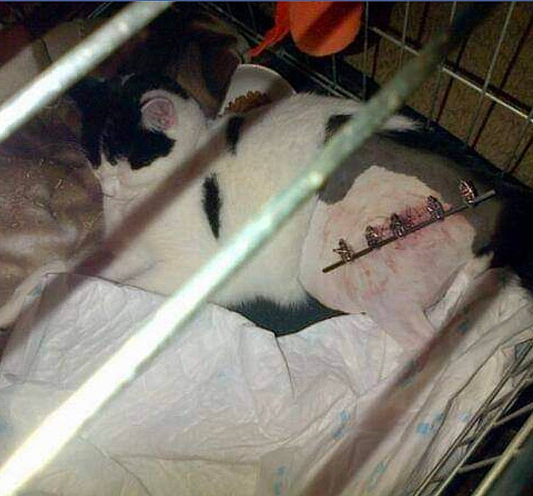 Bronson is registered to the contest to win money with this photo: _geese_and_swans, art, auto_part, beak, bird, cage, carmine, ducks, eyelash, feather, fur, glass, hood, metal, tints_and_shades, vehicle_door, water_bird, waterfowl, wing, wire