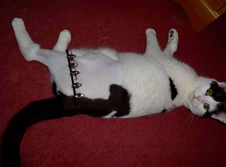 Bronson is registered to the contest to win money with this photo: canidae, carmine, carnivore, cat, claw, companion_dog, dog_breed, domestic_short_haired_cat, fawn, felidae, flooring, fur, paw, small_to_medium_sized_cats, snout, sporting_group, tail, terrestrial_animal, whiskers