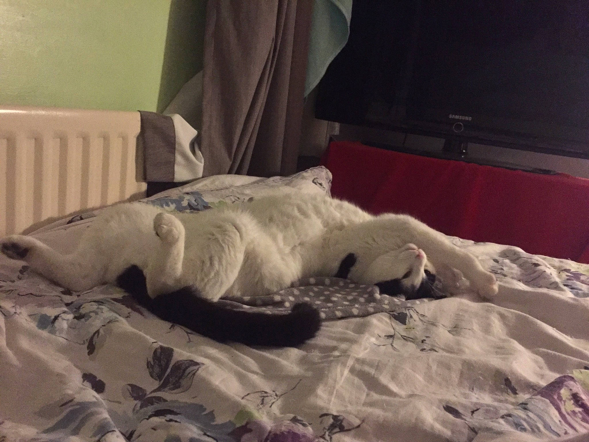 Bronson joined the competition — help win amazing prizes! bed, bed_frame, bed_sheet, bedding, bedroom, carnivore, comfort, curtain, felidae, flooring, furniture, grey, hardwood, lamp, linens, pillow, small_to_medium_sized_cats, textile, whiskers, wood