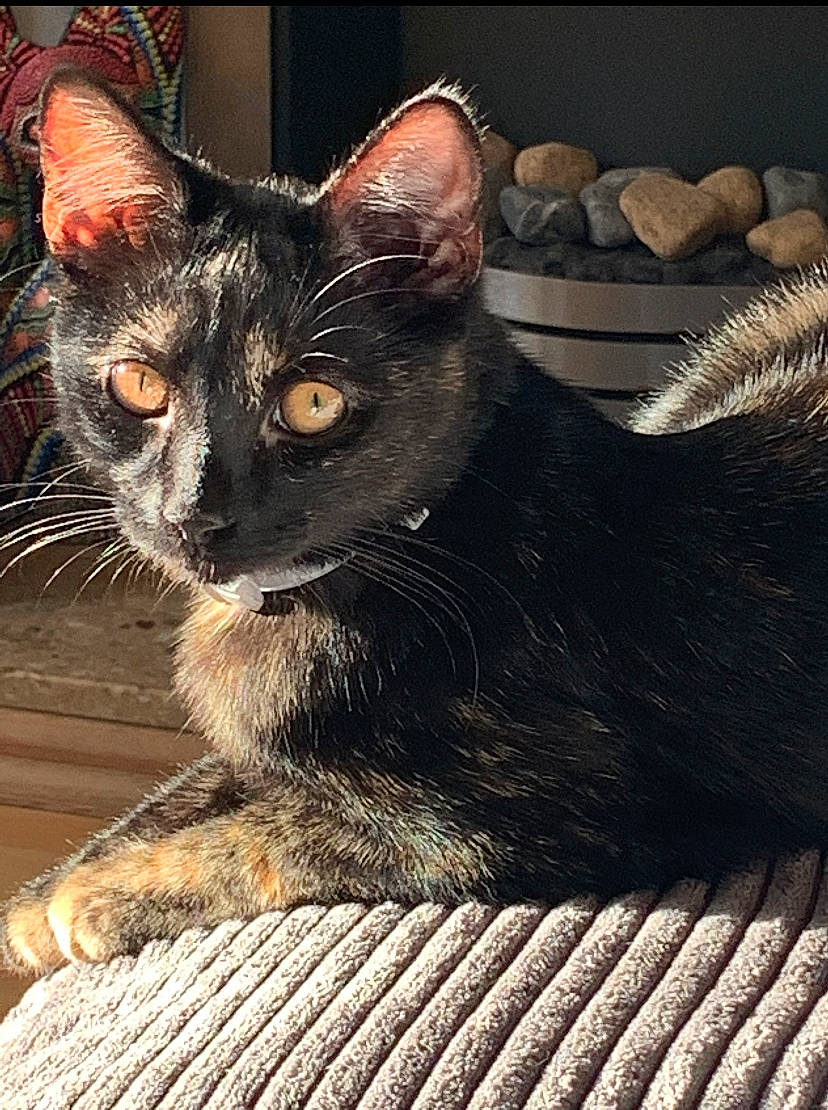 Olive joined the competition — help win amazing prizes! black_cat, bombay, carnivore, cat, claw, comfort, domestic_short_haired_cat, felidae, foot, fur, sitting, small_to_medium_sized_cats, snout, tail, terrestrial_animal, whiskers, window