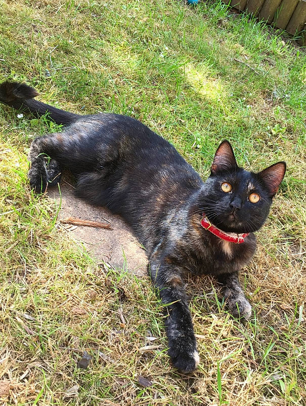 Olive is registered to the contest to win money with this photo: black_cat, bombay, canidae, carnivore, cat, dog_breed, domestic_short_haired_cat, felidae, fur, grass, plant, small_to_medium_sized_cats, snout, sporting_group, tail, terrestrial_animal, whiskers