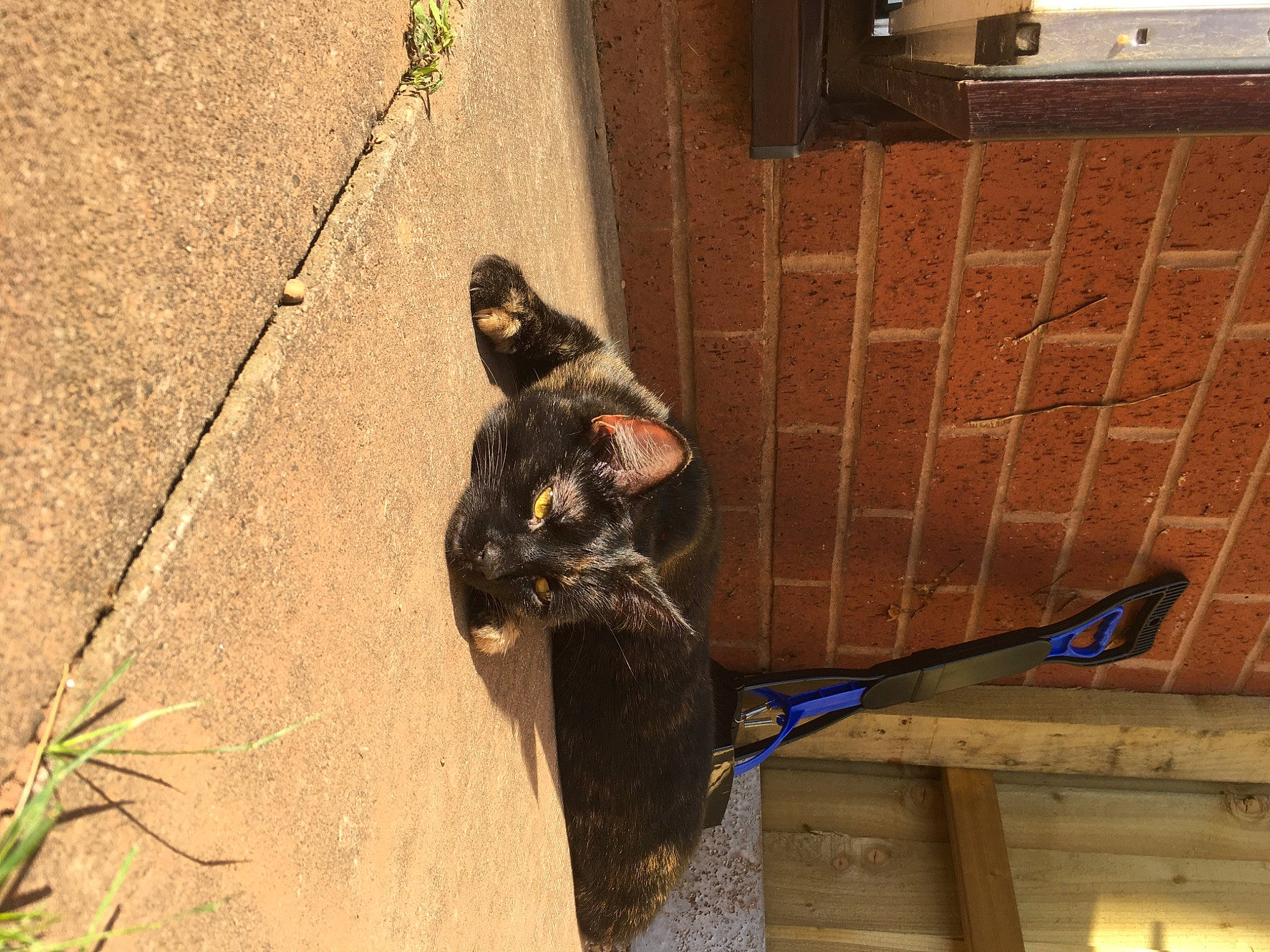 Olive joined the competition — help win amazing prizes! brickwork, canidae, carnivore, dog_breed, felidae, flooring, fur, leash, plant, road_surface, shadow, sidewalk, small_to_medium_sized_cats, snout, soil, sporting_group, tail, terrestrial_animal, wood, working_animal