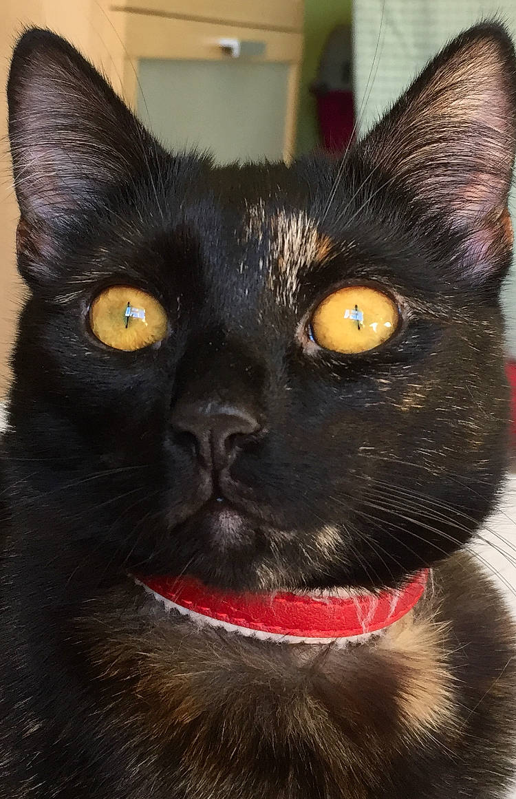 Olive is registered to the contest to win money with this photo: black_cat, bombay, carnivore, cat, close_up, collar, domestic_short_haired_cat, ear, felidae, fur, havana_brown, iris, light, mammal, small_to_medium_sized_cats, snout, terrestrial_animal, whiskers