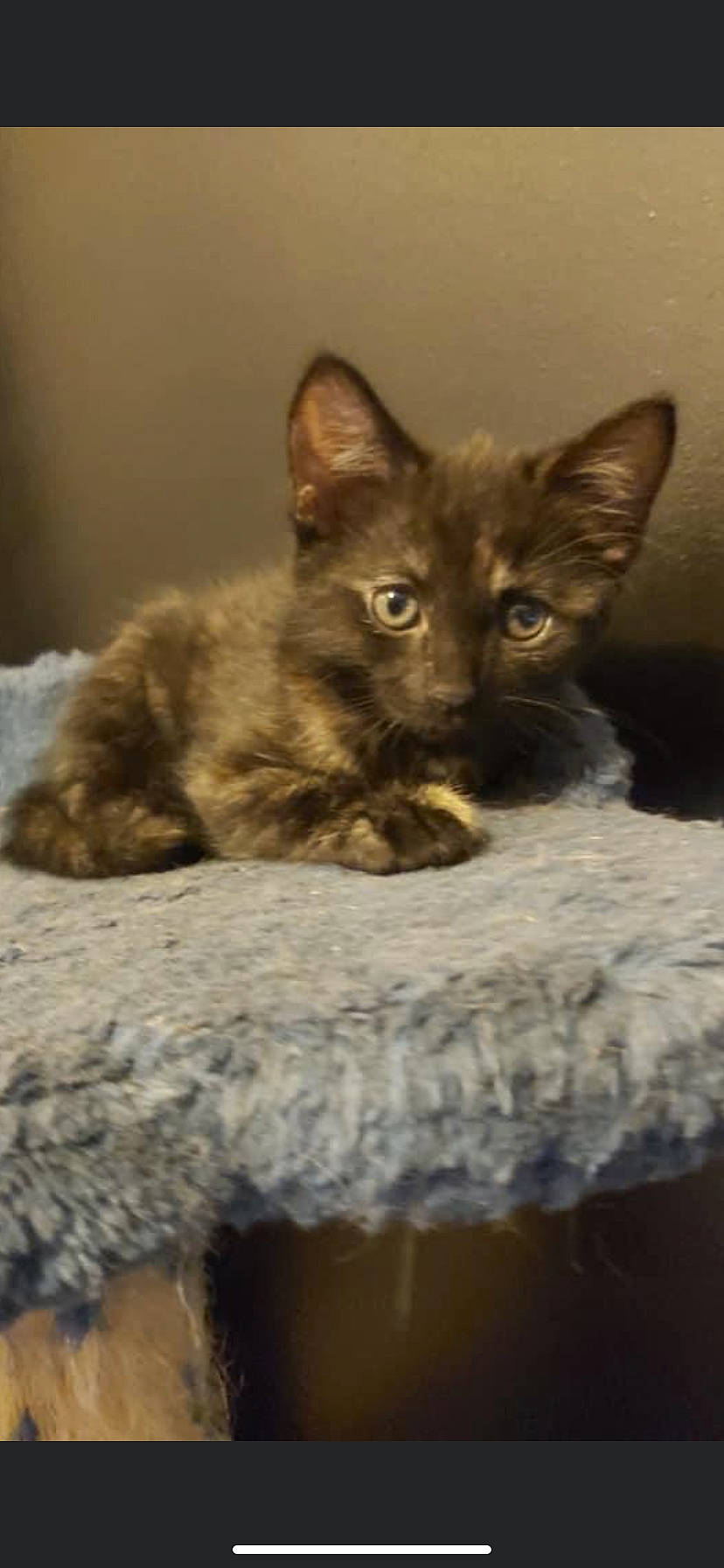 Olive is registered to the contest to win money with this photo: carnivore, cat, cat_supply, claw, domestic_short_haired_cat, eye, fawn, felidae, fur, plant, small_to_medium_sized_cats, snout, terrestrial_animal, whiskers, wildlife, wood