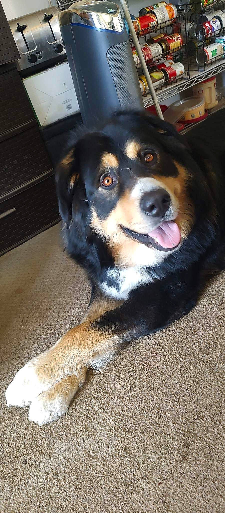 Blaze joined the competition — help win amazing prizes! canidae, carnivore, companion_dog, dog, dog_breed, door, flooring, fur, herding_dog, snout, sporting_group, terrestrial_animal, whiskers, working_animal, working_dog